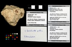 Foto (Objekt + Etikett) von Konidromites gibbus (Reuss 1858)  (NHMW-GEO-1990-0041-3297a)